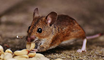 24 Hour & Emergency Exterminators in New Brunswick, NJ